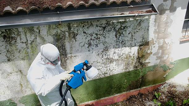 Top rated local Mold Remediation specialists in Nolensville, TN